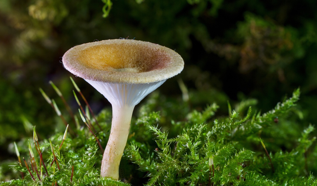 Лесной гриб на покрытой мхом земле 