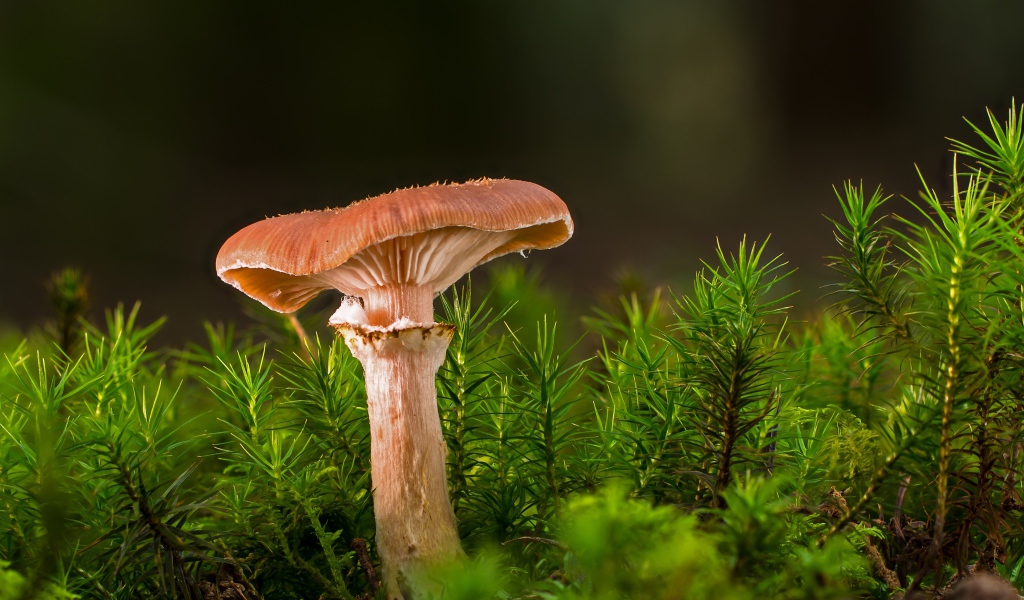 Лесной гриб  с зеленой травой 