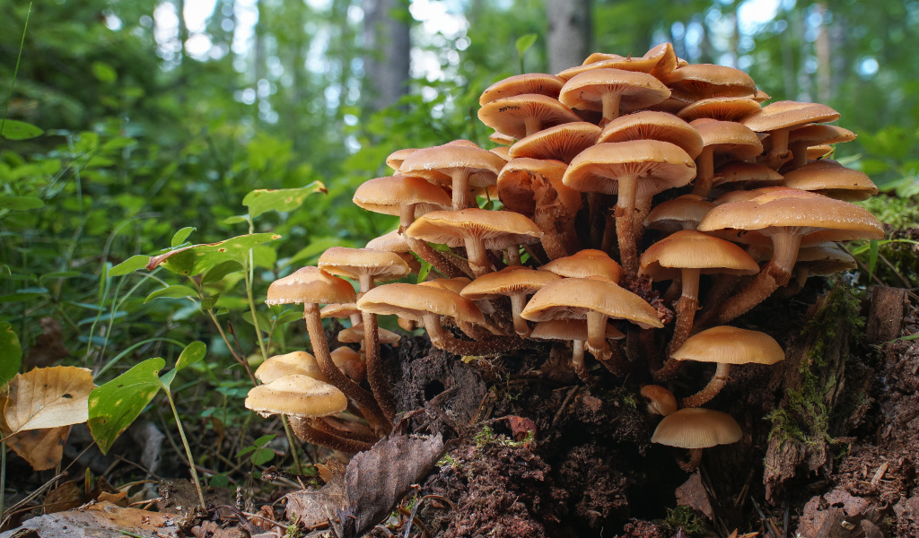 Грибы опята на трухлявом пне
