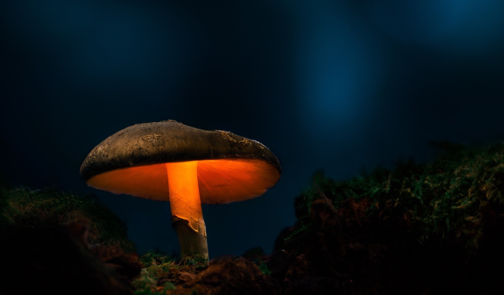 Большой лесной гриб с подсветкой в лесу 