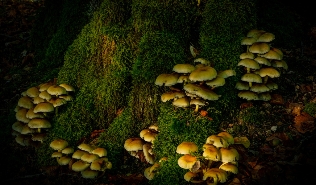 Много грибов на покрытом мхом дереве