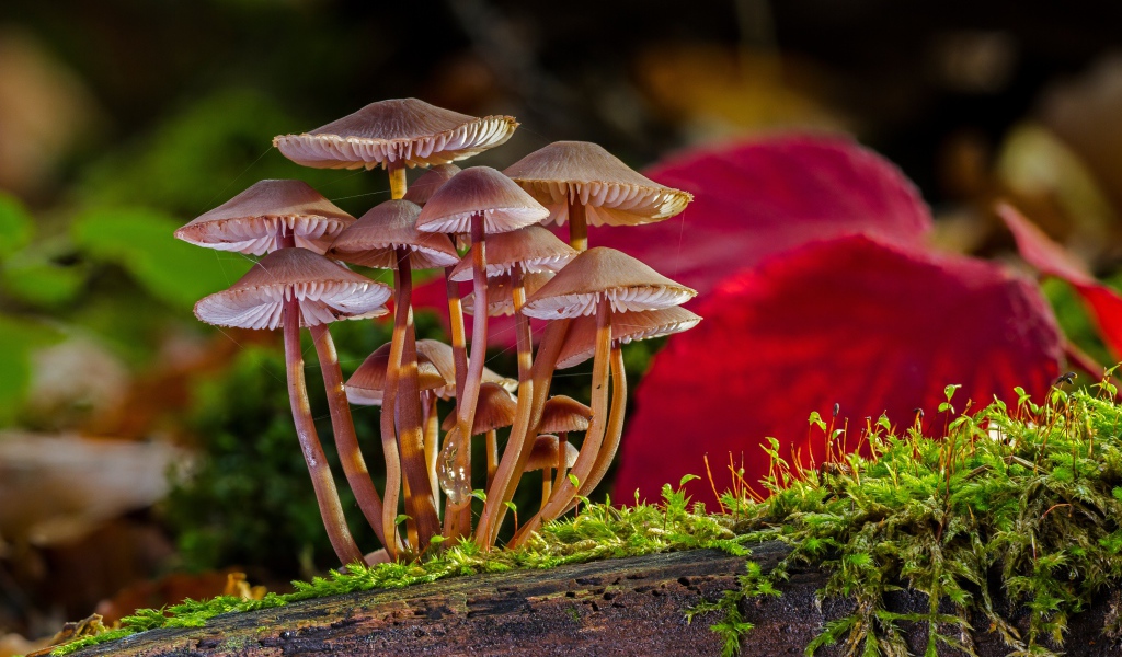 Много маленьких грибов ложной поганки на покрытом мхом дереве 
