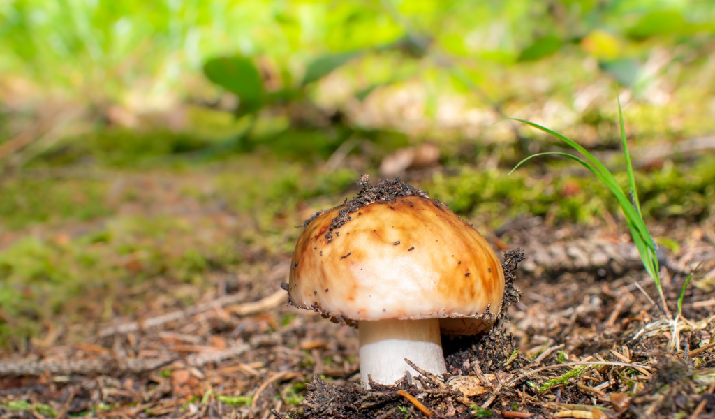 Гриб в земле в лесу