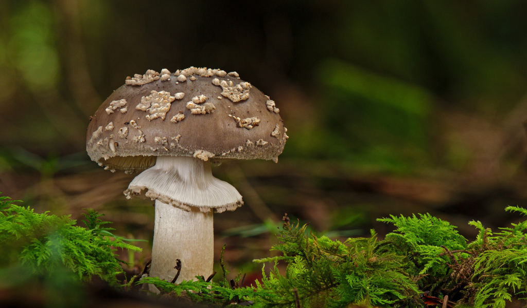 Гриб с зеленым мхом в лесу