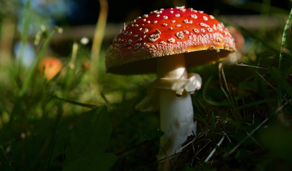 Красный лесной мухомор в зеленой траве