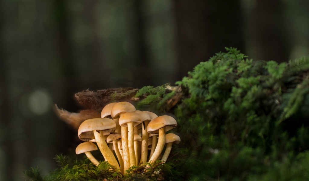 Маленькие грибы под корягой  в лесу