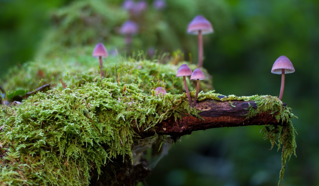 Маленькие ядовитые грибы поганки на покрытом мхом дереве