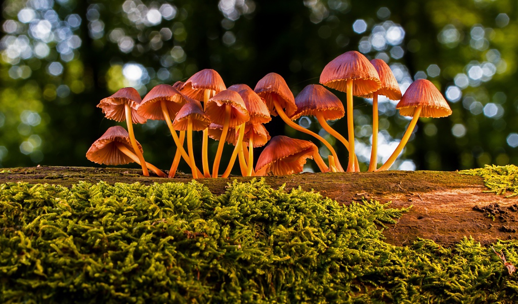 Маленькие грибы поганки на покрытом мхом дереве