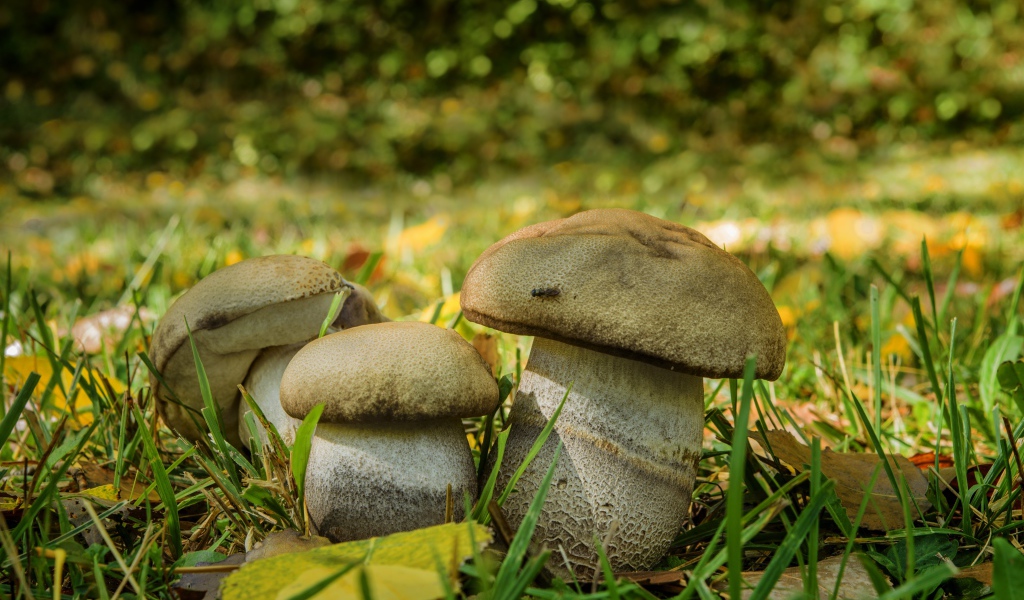 Три белых гриба в зеленой траве 