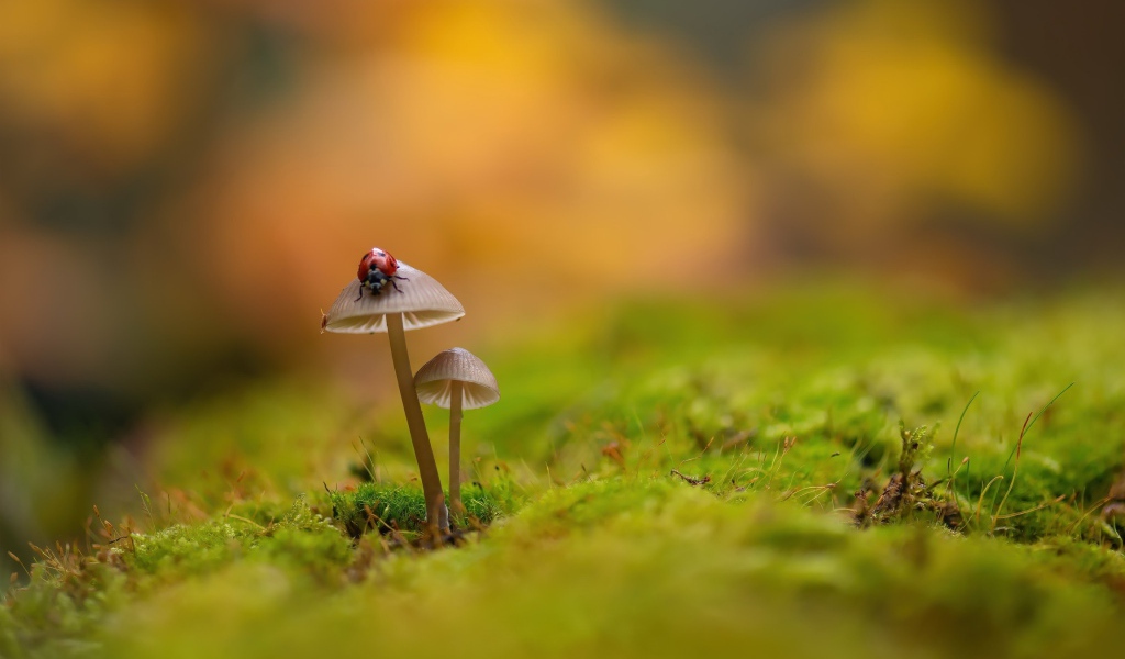 Два гриба поганки на покрытой мхом земле 