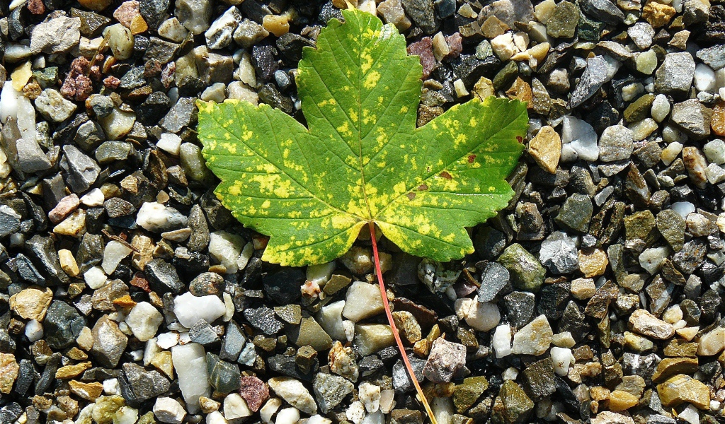 Зеленый лист лежит мелких камнях 