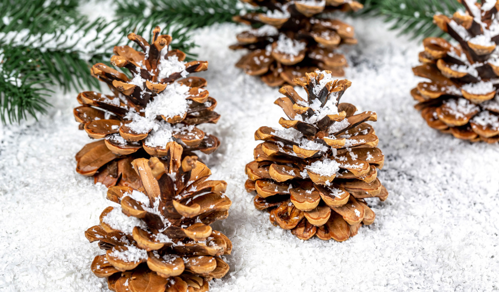 Сосновые шишки покрыты белым снегом