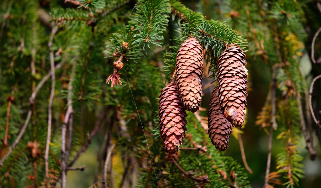 Большие коричневые шишки на колючей ветке ели 