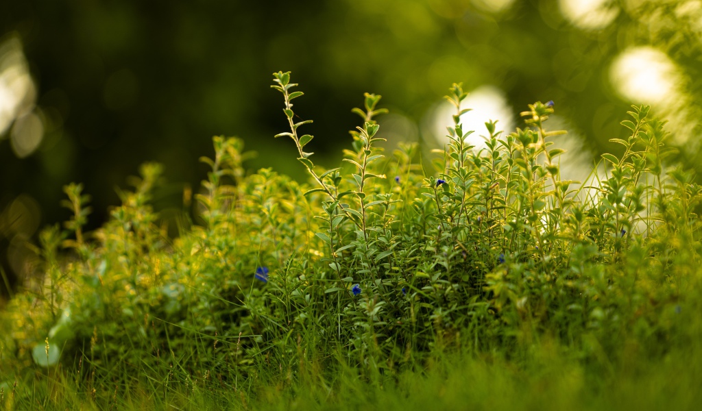 Густая зеленая трава летом 
