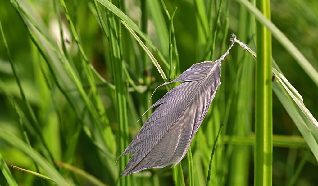 Серое перо лежит на зеленой траве 