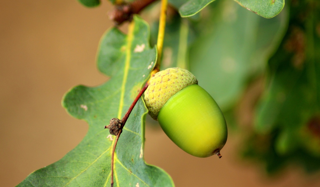 Зеленый желудь на дереве крупным планом
