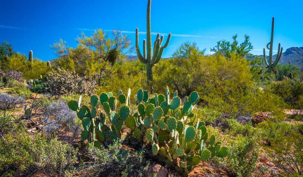 Зеленые кактусы под красивым голубым небом, США 