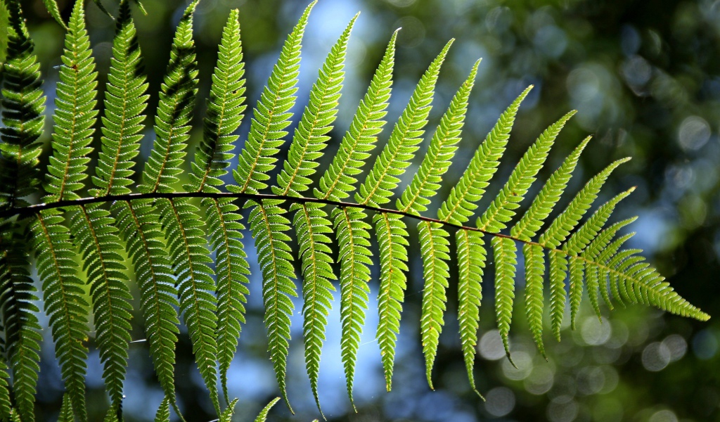 Зеленый лист папоротника в лучах солнца крупным планом 