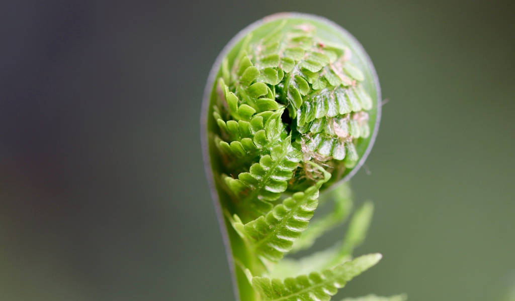 Зеленый лист папоротника раскрывается