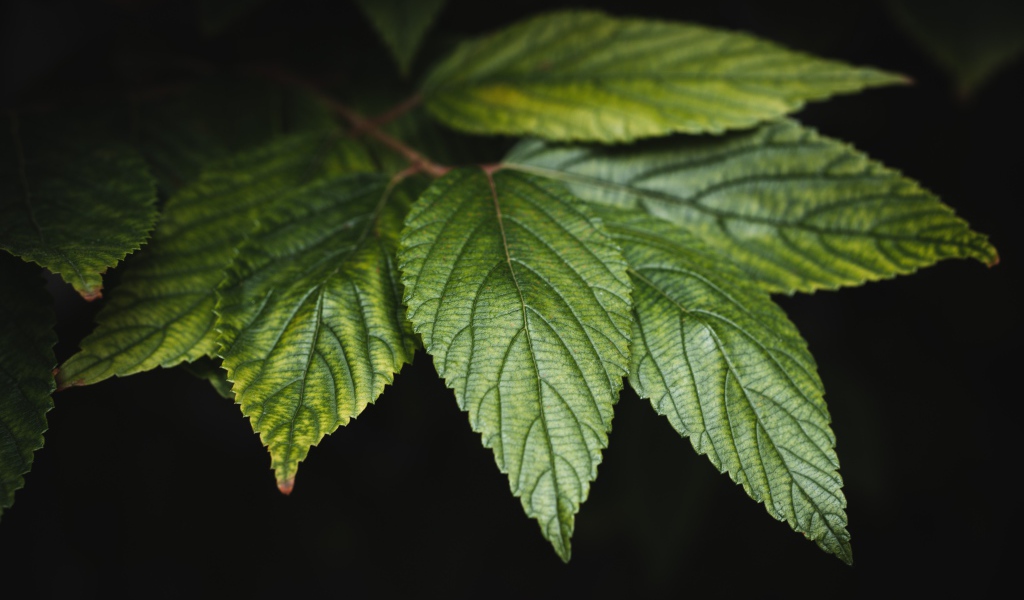 Зеленые листья дерева на черном фоне