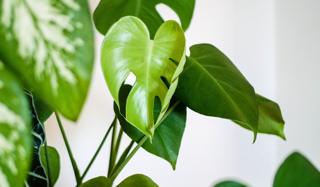 Зеленые листья цветка антуриум 