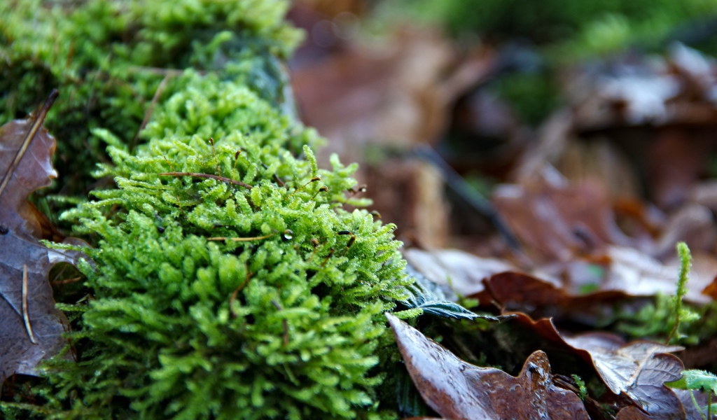 Зеленый мох  на покрытой листьями земле 