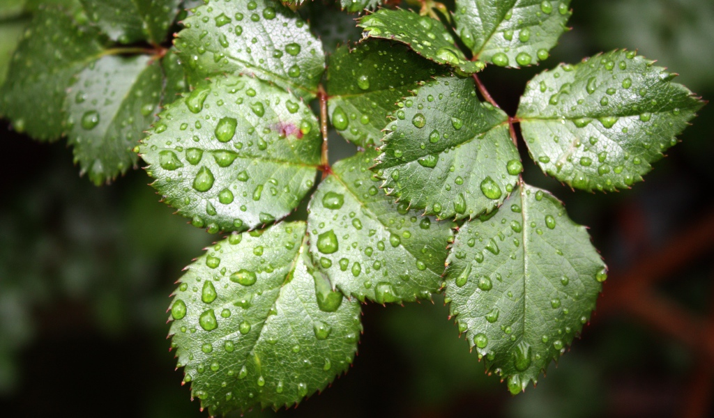 Зеленые листья розы в каплях воды