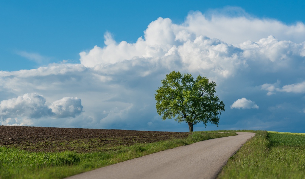 Зеленое дерево у дороги под голубым небом 