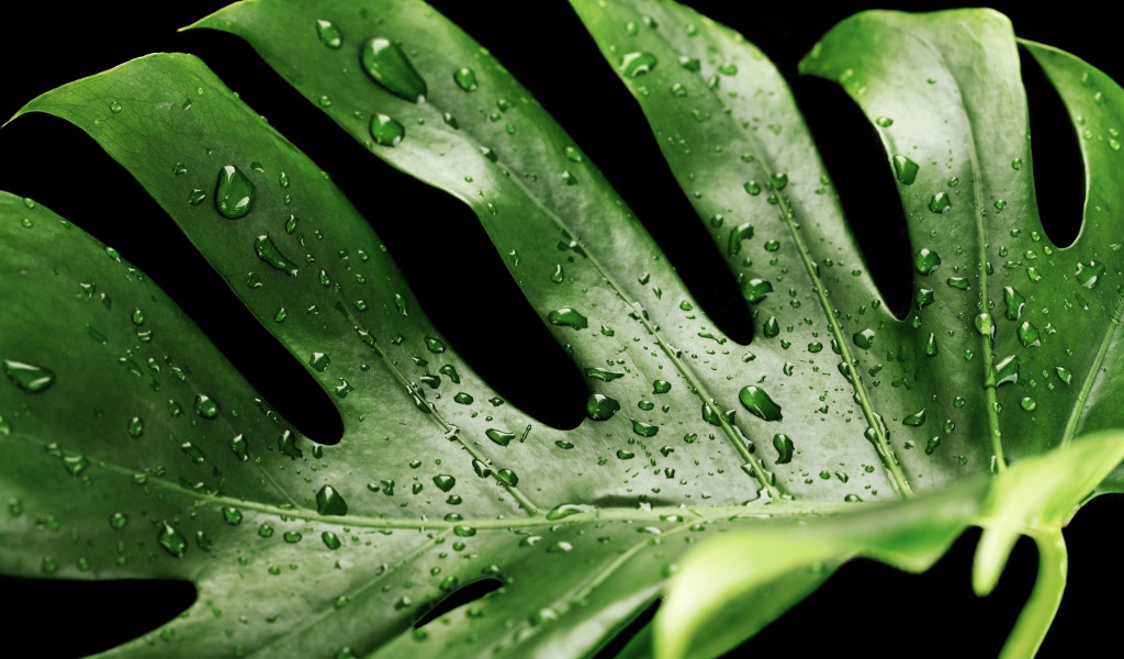 Большой зеленый лист в каплях воды на черном фоне 