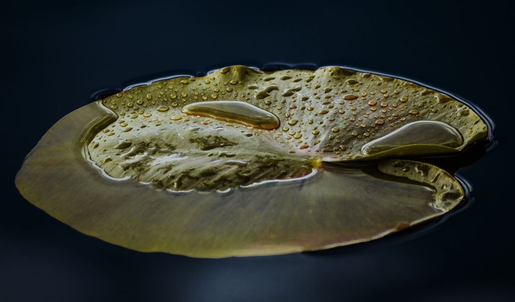 Большой зеленый лист лилии в воде 