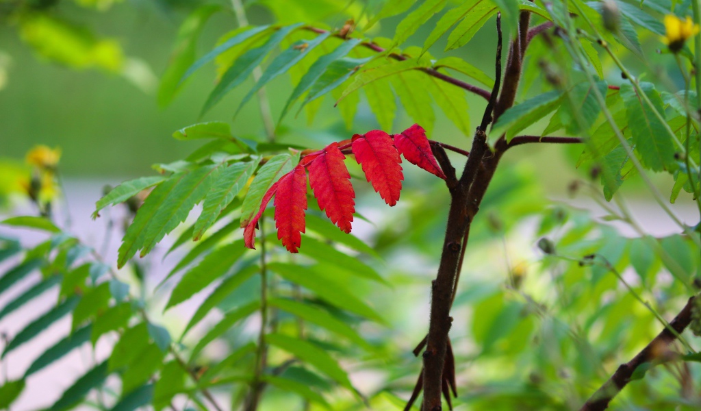 Красный лист среди зеленых листьев на рябине 