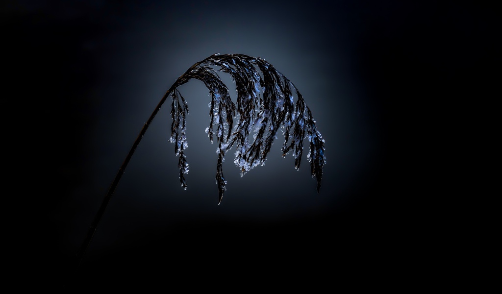 Колосок в инее на черном фоне 