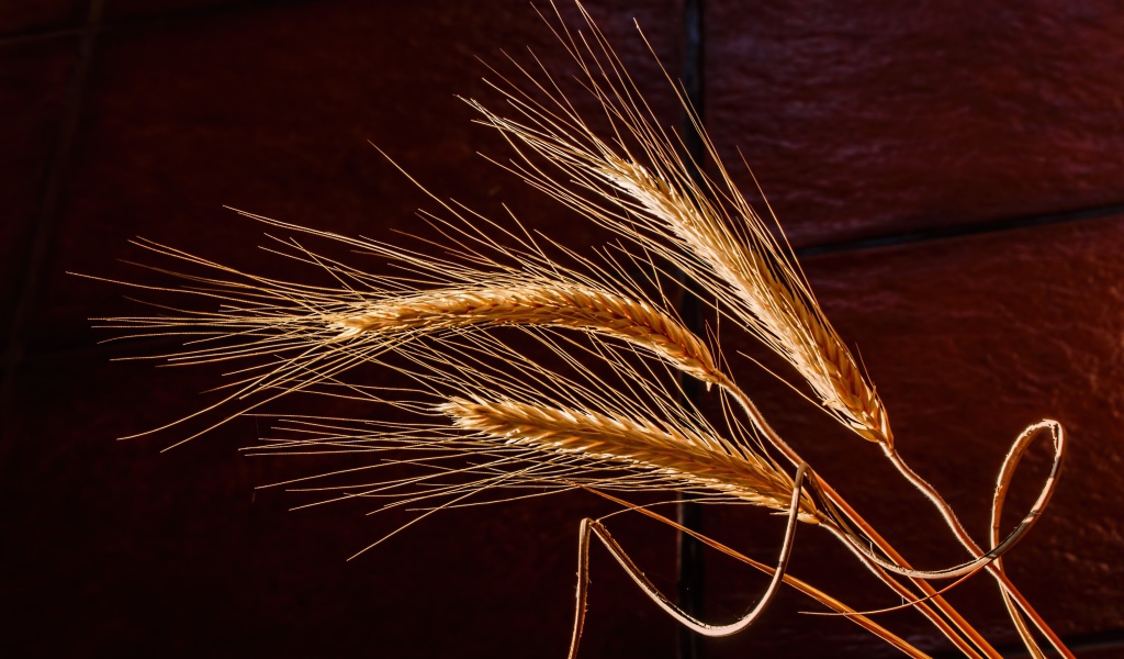 Три колоска пшеницы крупным планом