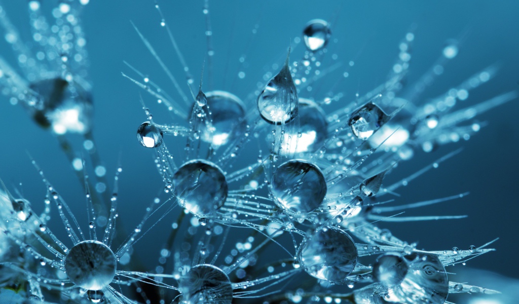 Белые пушинки одуванчика в каплях воды 