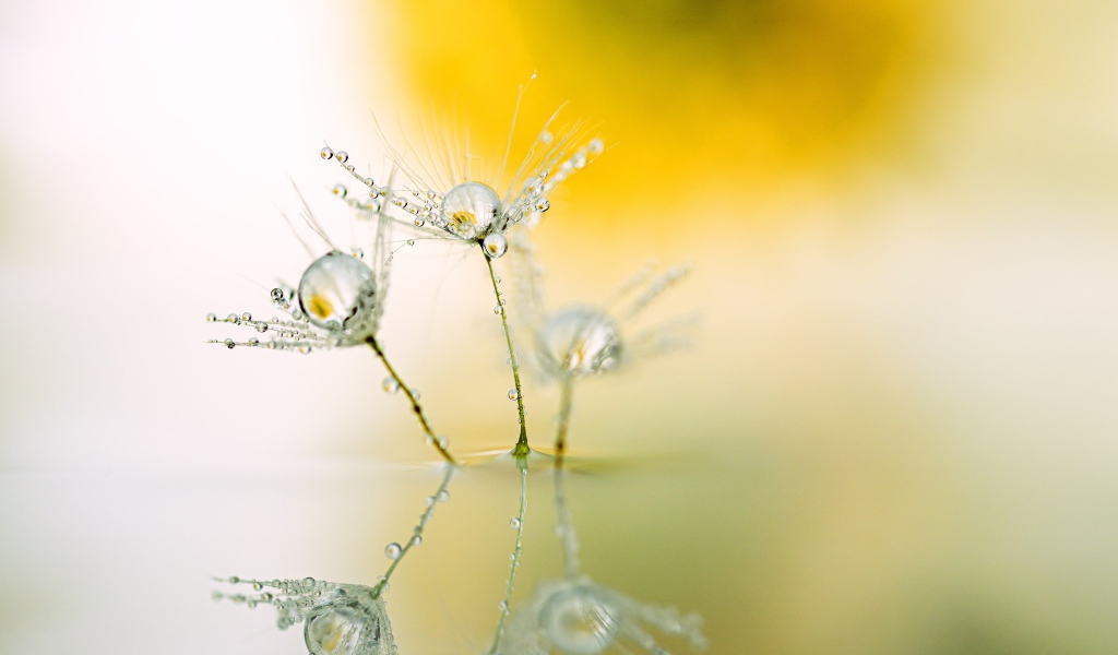 Белые пушинки одуванчика с каплями росы