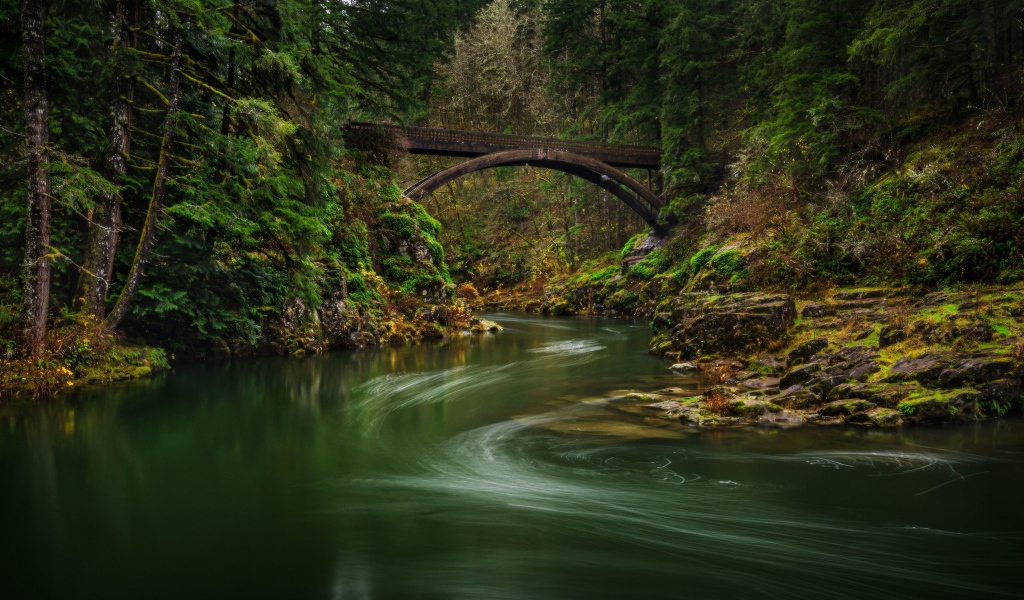 Спокойная река в зеленом лесу