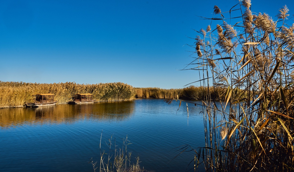 Камыши на берегу озера летом