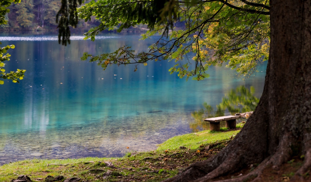 Лавка и деревья на берегу холодного озера