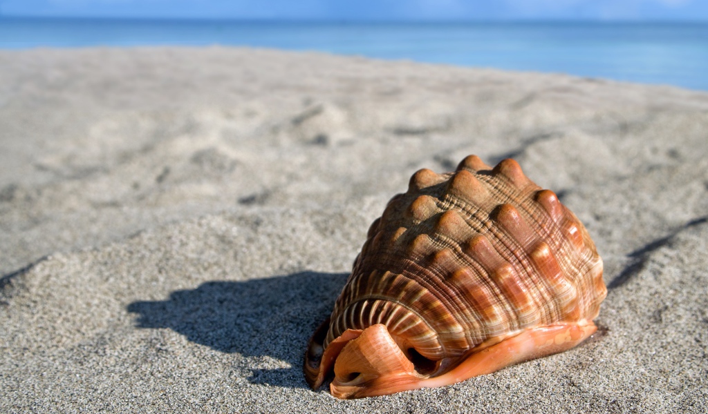 Большая красивая ракушка на песке у моря 
