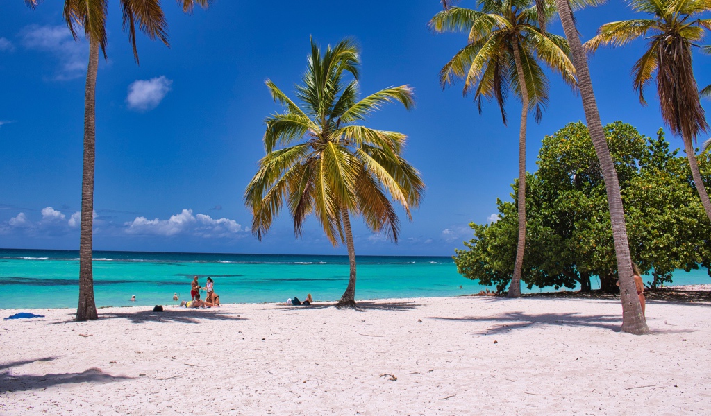 Высокие пальмы на берегу океана на  белом песке 