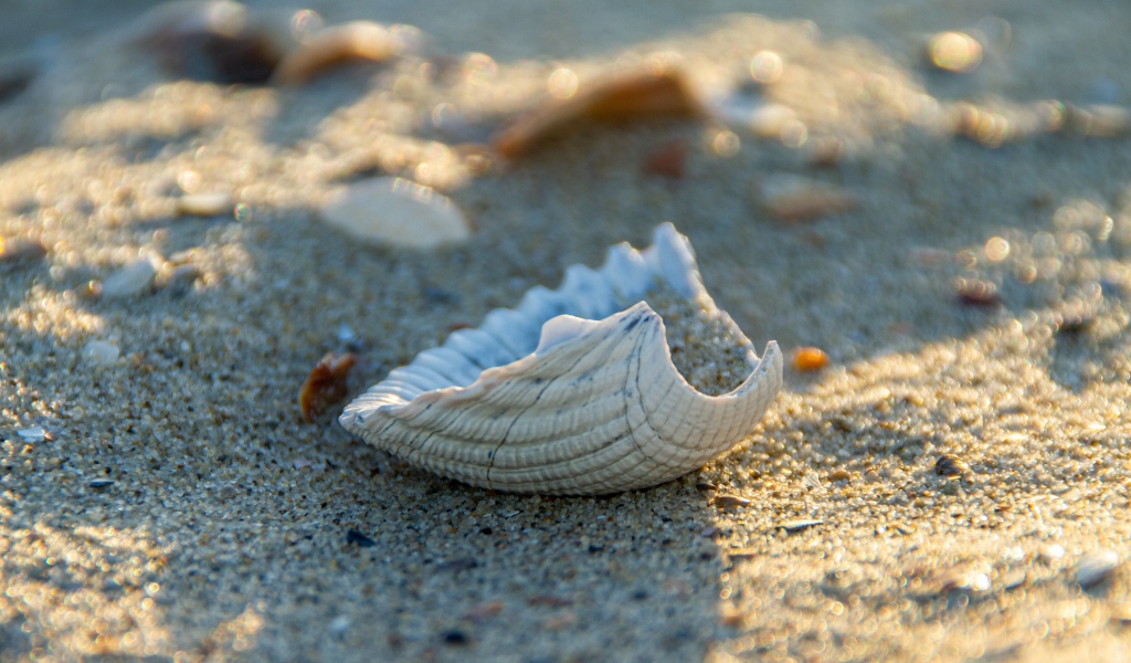 Белая ракушка на горячем песке летом