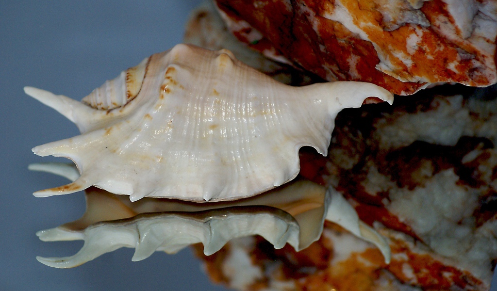 Белая ракушка отражается в зеркальной поверхности 