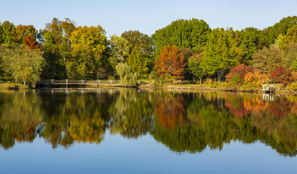 Красивые деревья с желтыми листьями у озера осенью