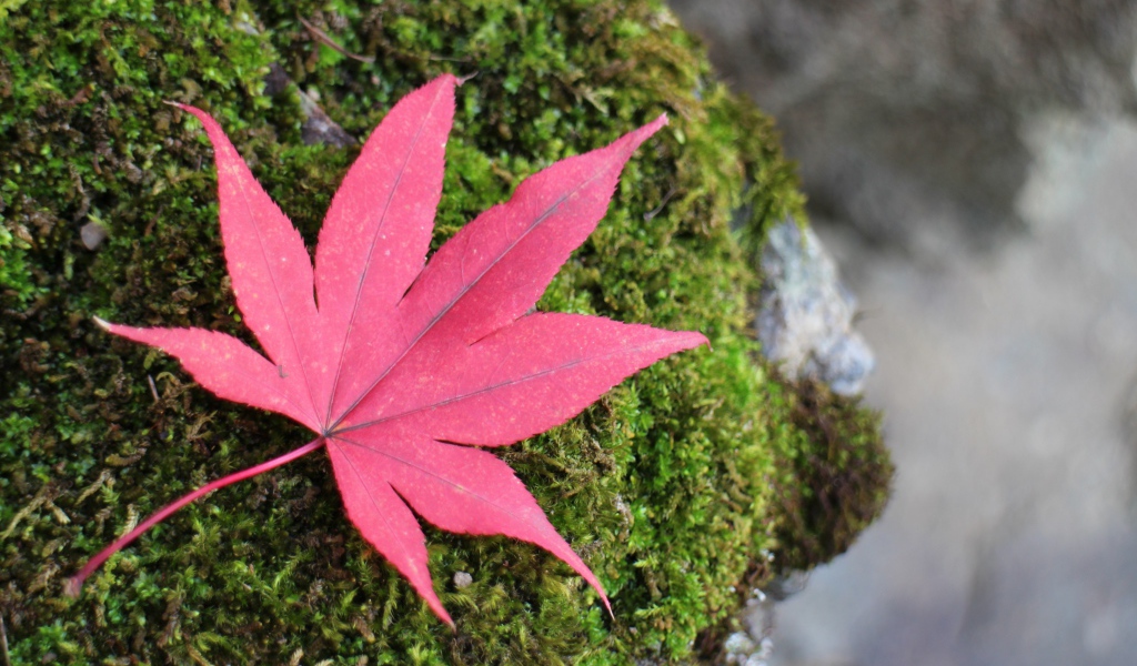 Красный опавший лист на покрытом мхом камне