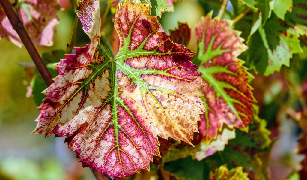 Красные листья на лозе винограда  осенью 
