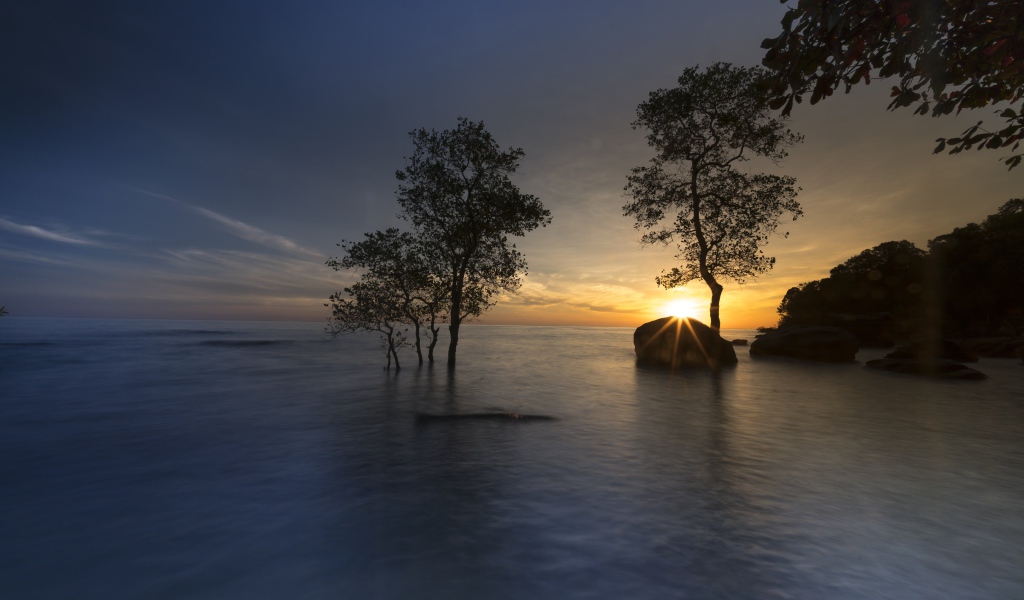 Деревья в воде на закате солнца летом