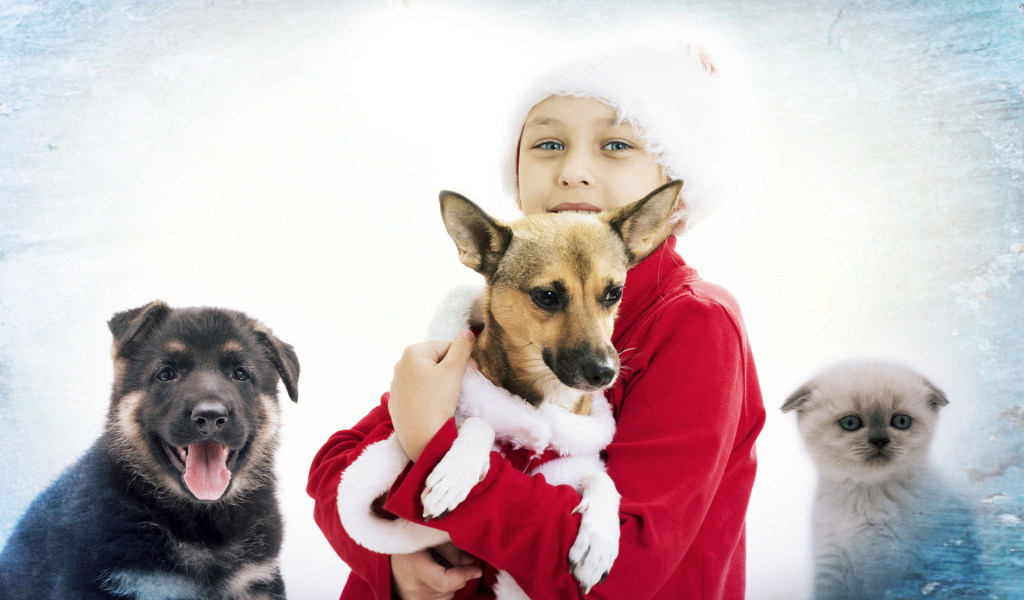 Мальчик в рождественской шапке с собаками