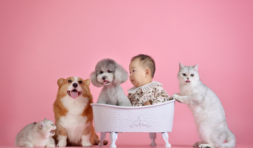 Маленький ребенок азиат с кошками и собаками на розовом фоне