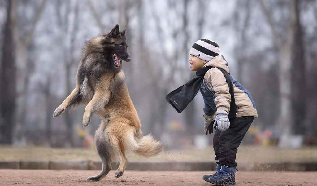 Маленький мальчик играет с овчаркой