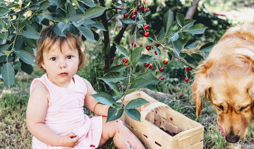 Маленькая девочка сидит под деревом вишни с собакой 